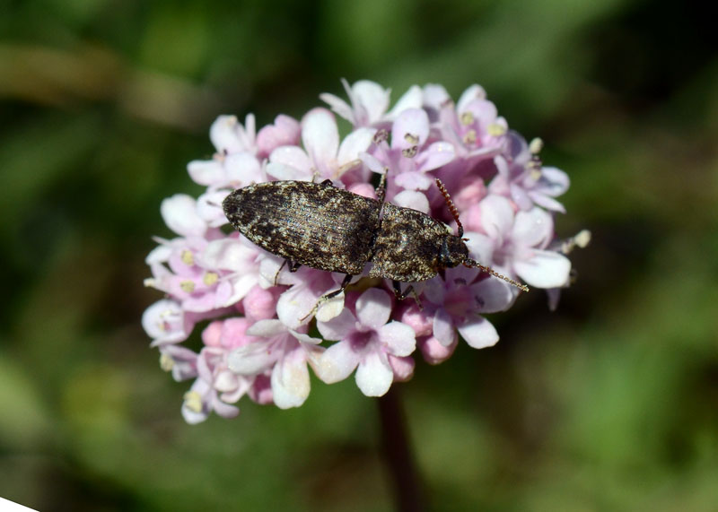 Elateridae: Agrypnus murinus